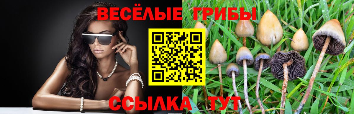 Коркино  Галлюциногенные грибы GOLDEN TEACHER  Вход с VPN  купить наркотик  Галлюциногенные грибы Magic Shrooms 